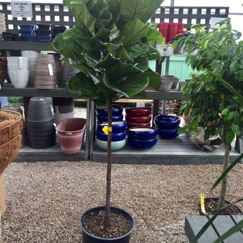 Buchanan's Native Plants - Nurseries & Gardening Near Me - Houston, Texas