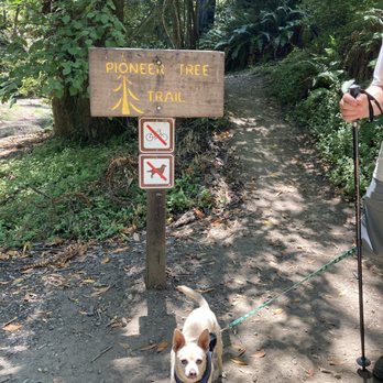 Pioneer Tree Trail - Dogs, unfortunately, are not allowed on this trail. - Hiking Near Me