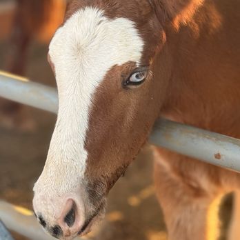 San Antonio Livestock Exposition - Races & Competitions Near Me - San Antonio, Texas San Antonio Livestock Exposition - Races & Competitions Near Me - San Antonio, Texas