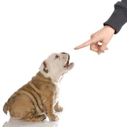 Generation Pets Dog Training - Learning The "Wait" Command!