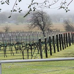 TF Vineyard & Winery - They grow two types of grapes, blanc du Bois and le Noir.