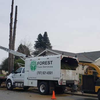 Forest Tree Services - Forest Tree Services, Santa Rosa, Tree removal, Tree trimming, Certified Arborist - Tree Services Near Me - Santa Rosa, California Forest Tree Services - Forest Tree Services, Santa Rosa, Tree removal, Tree trimming, Certified Arborist - Tree Services Near Me - Santa Rosa, California