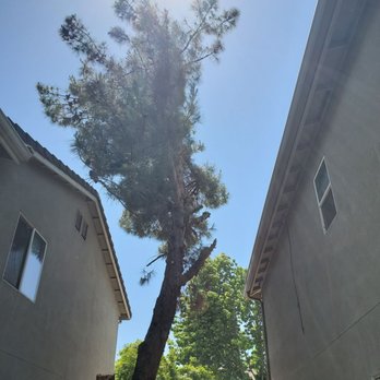 Sisson's Landscaping - After - Tree Services Near Me Sisson's Landscaping - After - Tree Services Near Me