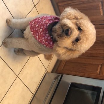 Shaggy Paws - Pet Groomers Near Me - Lake Zurich, Illinois Shaggy Paws - Pet Groomers Near Me - Lake Zurich, Illinois