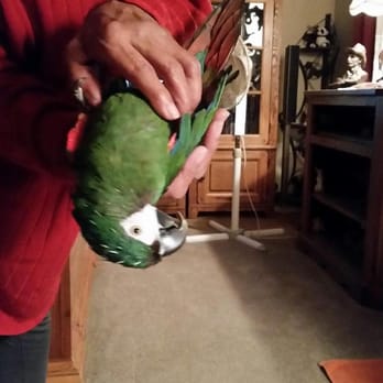 Birds Plus - Severe macaw playing - Bird Shops Near Me - Valley Glen, California Birds Plus - Severe macaw playing - Bird Shops Near Me - Valley Glen, California