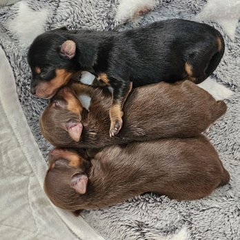 Francis Animal Clinic - Side by side, sisters hold their brother tight, thanks to Francis Animal Clinic Dr Bekhet. They all made it through. - Veterinarians Near Me - Bayside, New York Francis Animal Clinic - Side by side, sisters hold their brother tight, thanks to Francis Animal Clinic Dr Bekhet. They all made it through. - Veterinarians Near Me - Bayside, New York