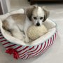 Photo of Olive Branch Pet Hospital