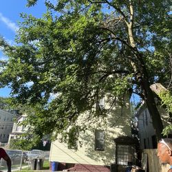 Skyline Tree Services - Tree before trimming