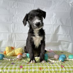 Got Your Six K9 Rescue