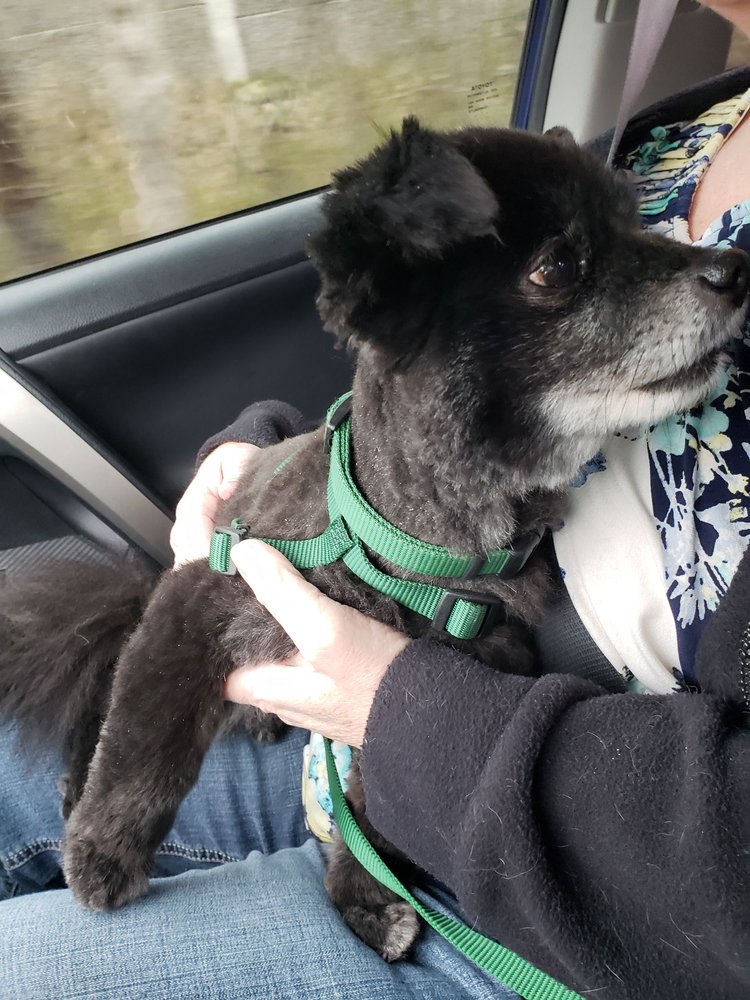 LORD CHARLTON KENNELS Updated August 2024 12 Reviews 17723 Mine