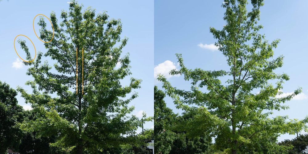 Tree Surgeon Ops - tree service in Oklahoma City, OK