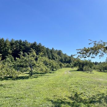 Carver Hill Orchards - apple trees in orchard - Fruits & Veggies Near Me - Stow, Massachusetts