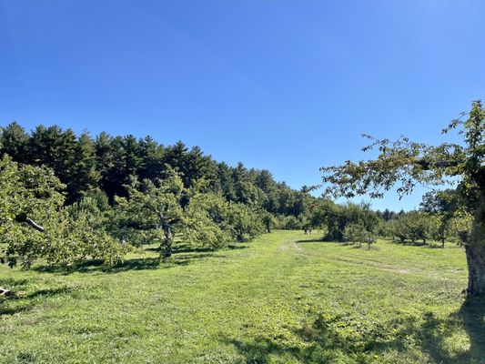 Carver Hill Orchard by null