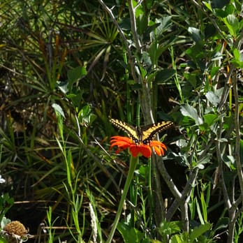 Hallberg Butterfly Gardens - Anise Swallowtail Butterfly - Local Flavor Near Me - Sebastopol, California