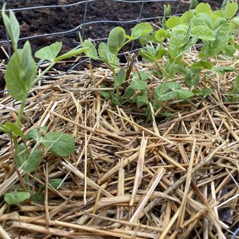 Worley's Greenhouse & Nursery - Sugar snap peas - Nurseries & Gardening Near Me - Owasso, Oklahoma