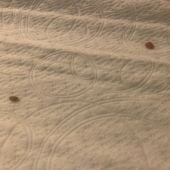 Kimpton Vero Beach Hotel & Spa - Food left in the sofa bed :( - Hotels Near Me - Vero Beach, Florida Kimpton Vero Beach Hotel & Spa - Food left in the sofa bed :( - Hotels Near Me - Vero Beach, Florida