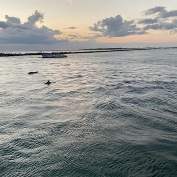 Southern Star Dolphin Cruise - Family of dolphins - Whale Watching Tours Near Me - Destin, Florida Southern Star Dolphin Cruise - Family of dolphins - Whale Watching Tours Near Me - Destin, Florida