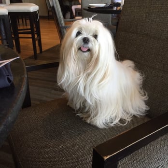 Shampooch Dog Salon - The owner is so cordial and gentle with our little Toy Maltese.  The salon is immaculate. - Pet Groomers Near Me - Sausalito, California