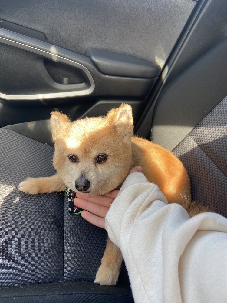 BEVERLY’S GROOMING & BOARDING Updated August 2024 12 Photos & 13 Reviews 1843 Ryder Dr