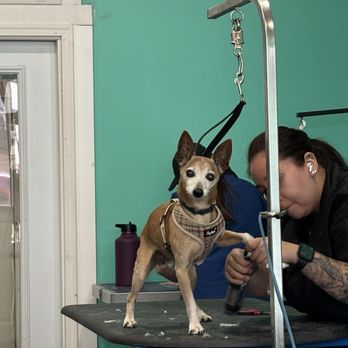What a Wonderful Woof - Salon And Mobile Dog Grooming: Expert Care & Convenience