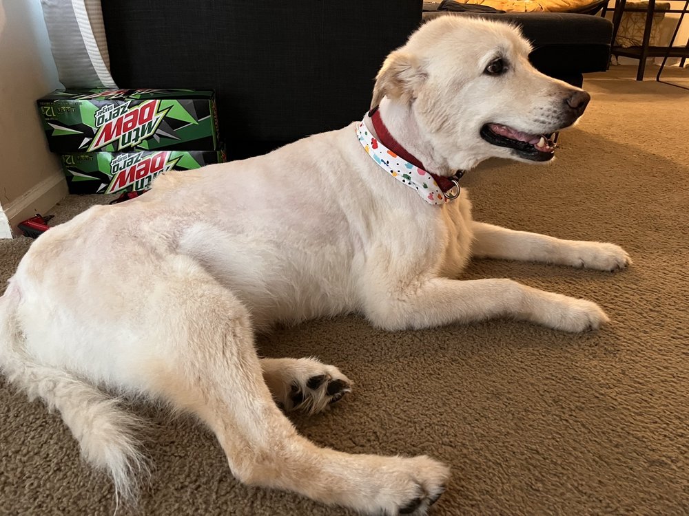 PETCO 36 Photos & 17 Reviews 1101 N Main St, Summerville, South