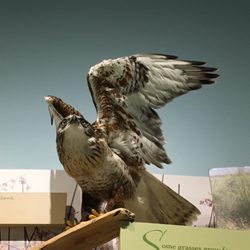 The Reach - Ferruginous Hawk