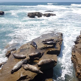 La Jolla Cove - More dumplings sunbathing - Parks Near Me - La Jolla, California
