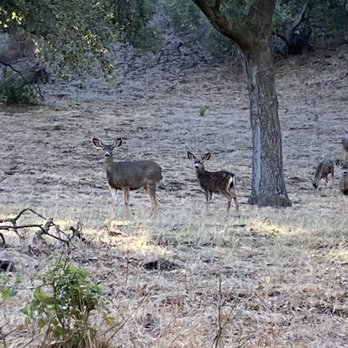 Whiting Ranch Wilderness Park - Fawn and doe - Parks Near Me - Foothill Ranch, California Whiting Ranch Wilderness Park - Fawn and doe - Parks Near Me - Foothill Ranch, California
