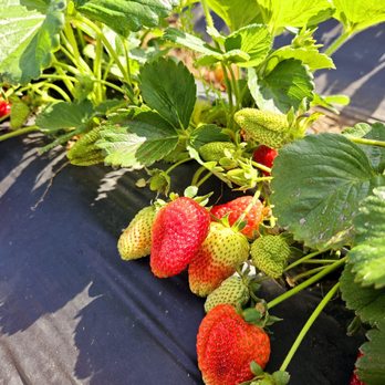 Yumm Strawberry - Elk Grove - Strawberry picking! - Fruits & Veggies Near Me - Elk Grove, California