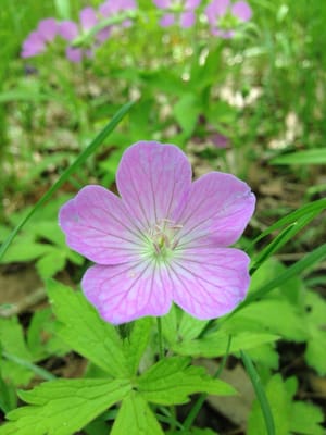 Wellesley Island State Park by null
