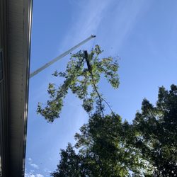 Eben Gray's Tree Service