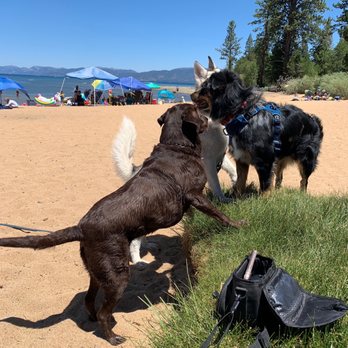 Kiva Beach - Dogs playing together - Beaches Near Me - South Lake Tahoe, California Kiva Beach - Dogs playing together - Beaches Near Me - South Lake Tahoe, California