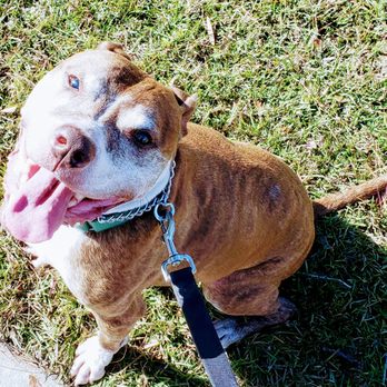 Watch Dog Pet Care - Pet Training Near Me Watch Dog Pet Care - Pet Training Near Me