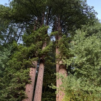 boon hotel + spa - Redwoods right next to our glamping tent - Hotels Near Me - Guerneville, California