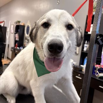 Spoiled Petz - Pet Groomers Near Me - Reno, Nevada Spoiled Petz - Pet Groomers Near Me - Reno, Nevada
