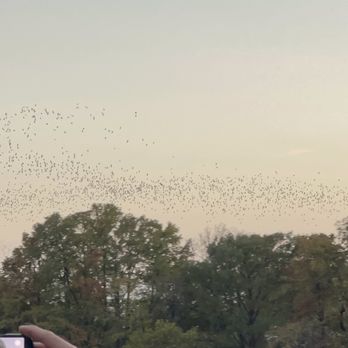 Bats Under the Congress Avenue Bridge - Landmarks & Historical Buildings Near Me - Austin, Texas
