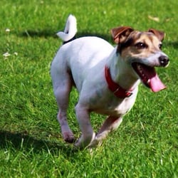 doggy day care sharston