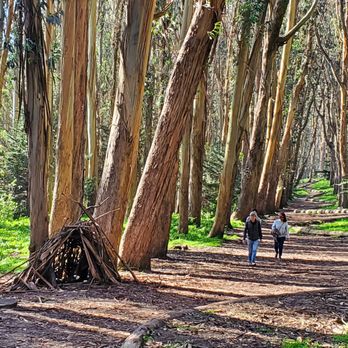 ANDY GOLDSWORTHY’S WOOD LINE - Updated March 2026 - 184 Photos & 53 ...