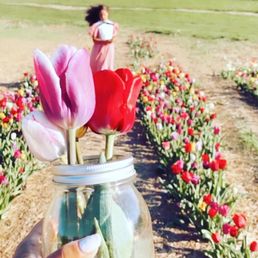 Tulip Field