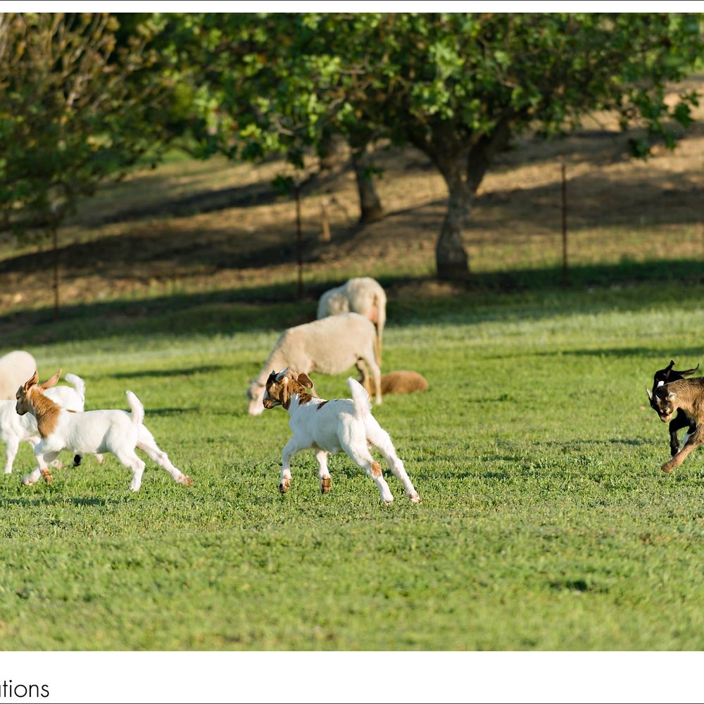 Rêves de Moutons - Goats are pretty entertaining :) - Bed & Breakfast Near Me - Paso Robles, California Rêves de Moutons - Goats are pretty entertaining :) - Bed & Breakfast Near Me - Paso Robles, California