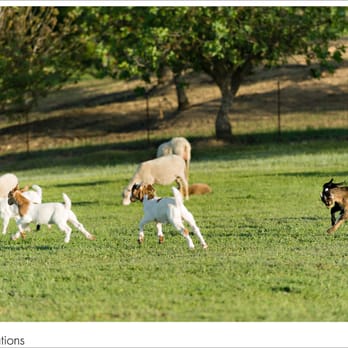 Rêves de Moutons - Goats are pretty entertaining :) - Bed & Breakfast Near Me - Paso Robles, California