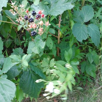 River Point Conservation Area - Blackberry bushes! - Hiking Near Me - Falmouth, Maine River Point Conservation Area - Blackberry bushes! - Hiking Near Me - Falmouth, Maine