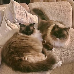 Paw & Claw Cat Grooming: Ultimate Feline Care Guide