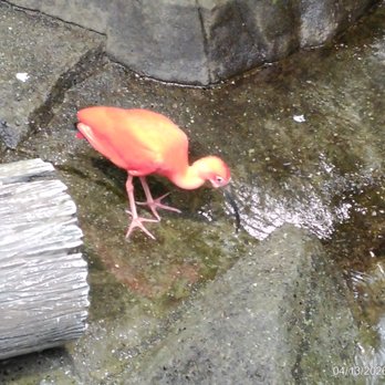 Vancouver Aquarium - Amazon - Aquariums Near Me - Vancouver, British Columbia Vancouver Aquarium - Amazon - Aquariums Near Me - Vancouver, British Columbia