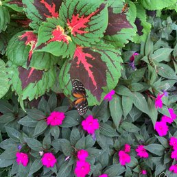 Butterfly Butterfly