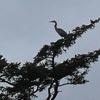 Agate Beach Motel gift card