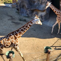 Sydney Zoo