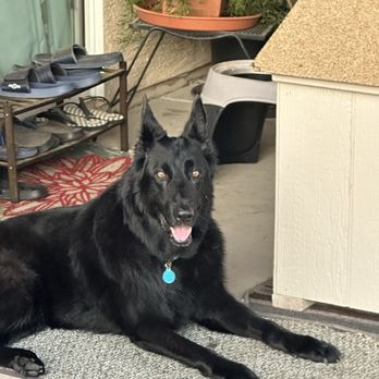 Lap of Love - Thank you Dr, Bri for the wonderful support during the worst time. - Veterinarians Near Me Lap of Love - Thank you Dr, Bri for the wonderful support during the worst time. - Veterinarians Near Me
