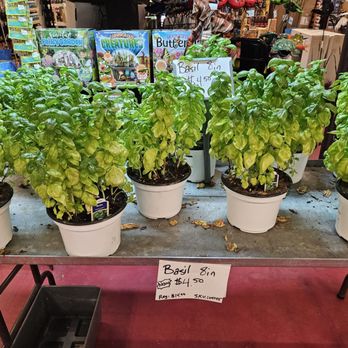 Hewitt's - Guilderland - Basil - Christmas Trees Near Me - Albany, New York Hewitt's - Guilderland - Basil - Christmas Trees Near Me - Albany, New York