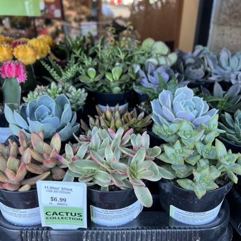 Safeway - a variety of succulents for sale - Grocery Near Me - American Canyon, California Safeway - a variety of succulents for sale - Grocery Near Me - American Canyon, California